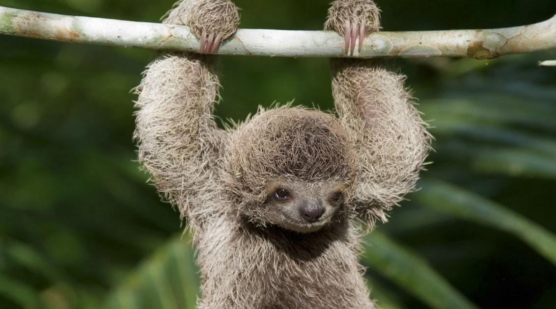 Cute Amazon Rainforest Animals | All HD Wallpapers Gallery