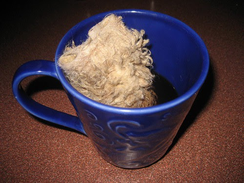 dog toy in my coffee