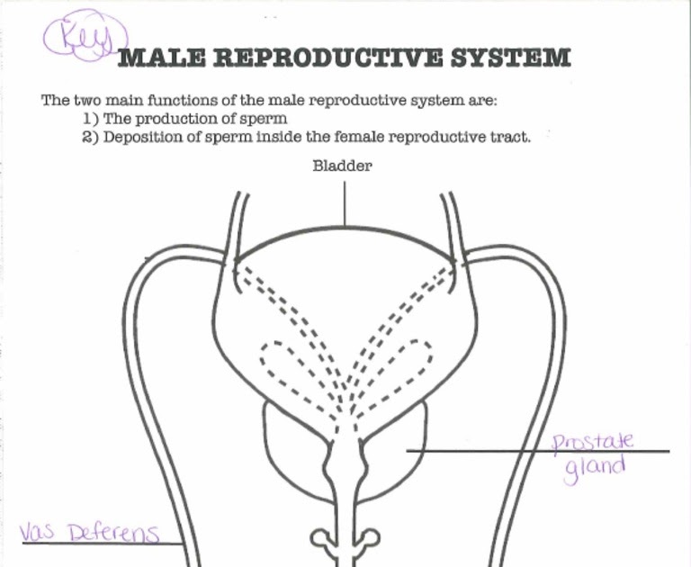 473 Cute Female Reproductive System Coloring Page for Kindergarten