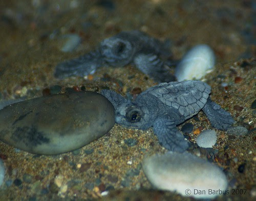 Turtle Watch (3)