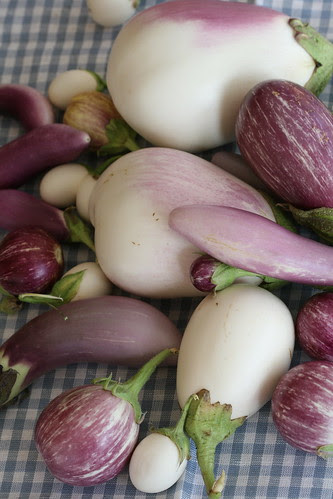 Aubergines / Eggplants / Oma aia pommud / Oma aia baklažaanid