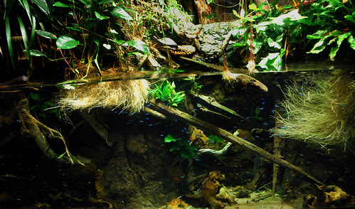 Neon Tetras
