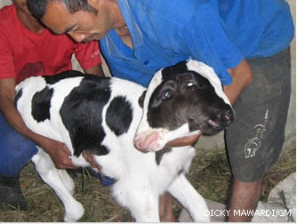 Sapi Berkepala Dua Sapi Berkepala Dua