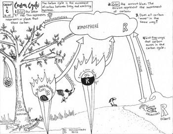 Printable Carbon Cycle Diagram Worksheet - worksheet