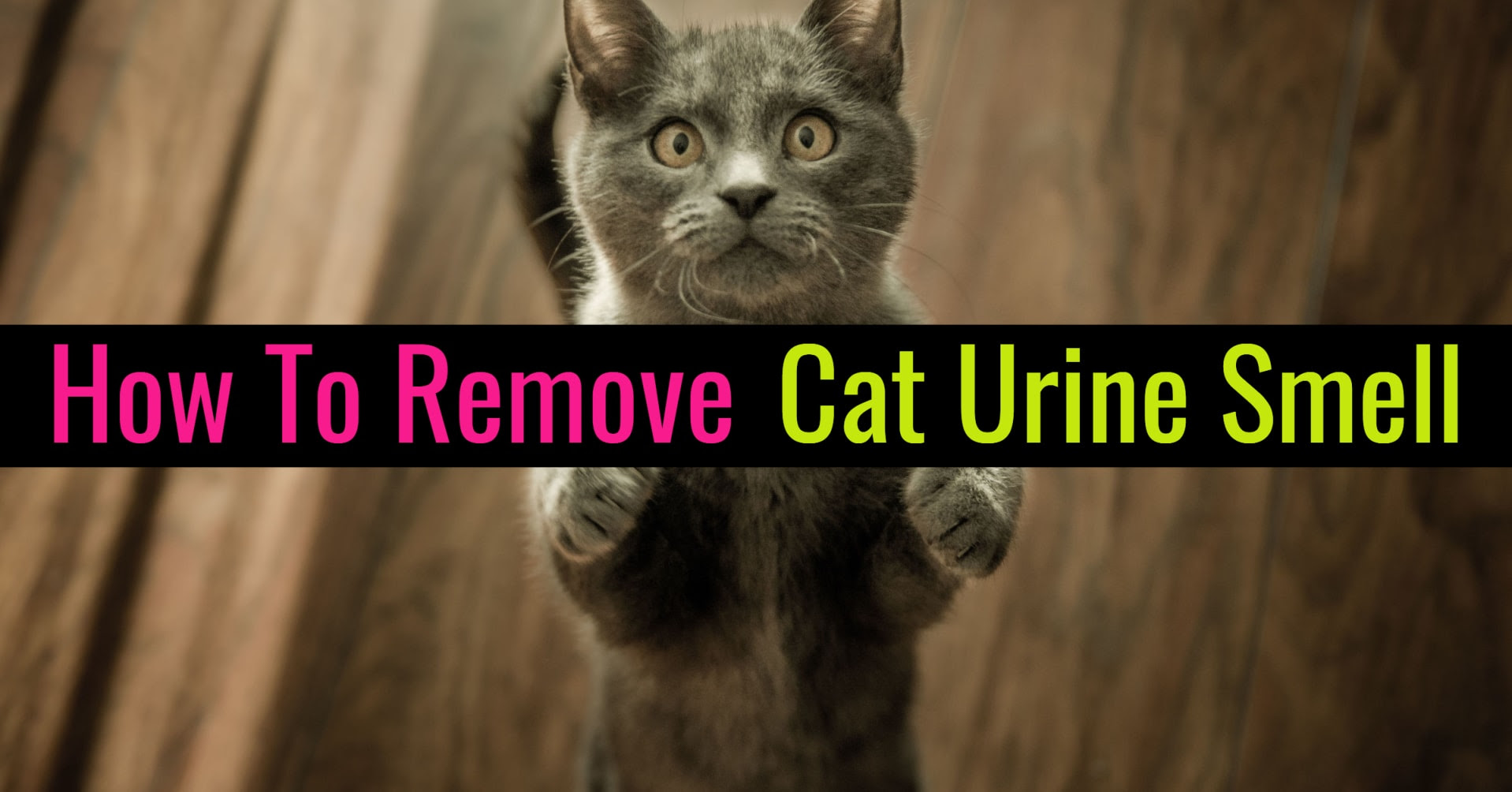 cat urine smell pee rid clothes remove stink cats decluttering