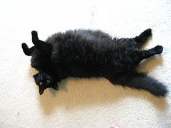 Huggy Bear in his river otter pose