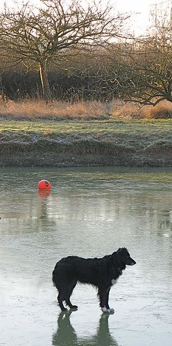 Dog on Lake