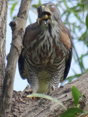 鳳頭蒼鷹/無限台南