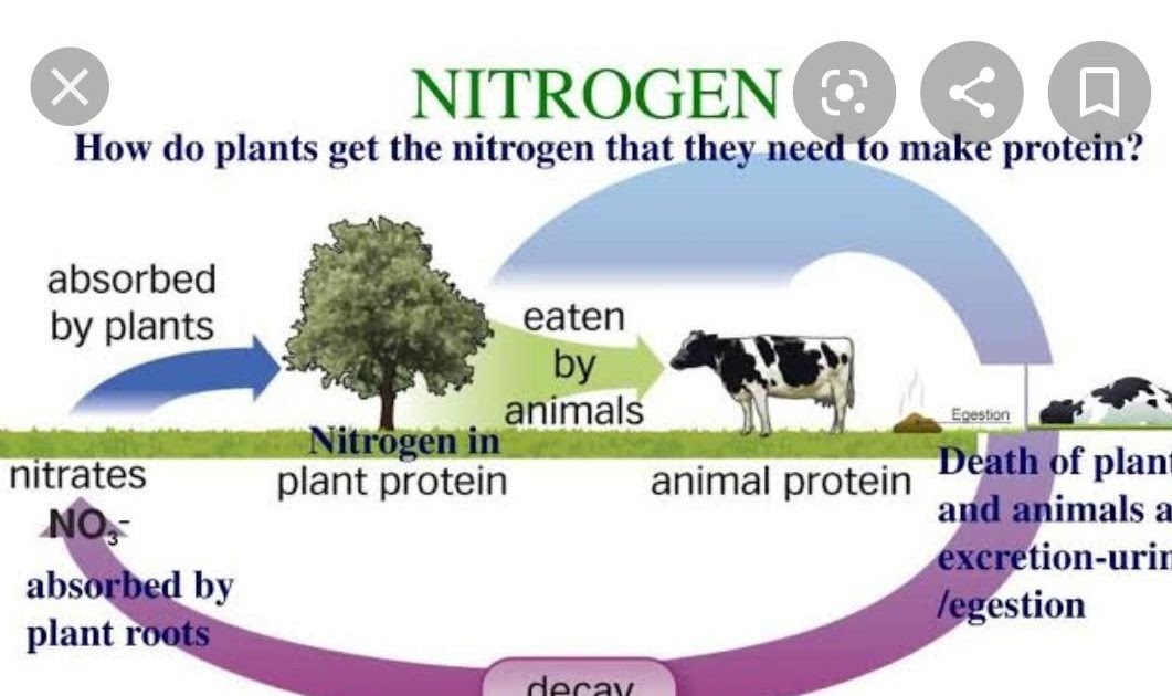 How Do Plants Get Nitrogen To Make Protein ProteinWalls