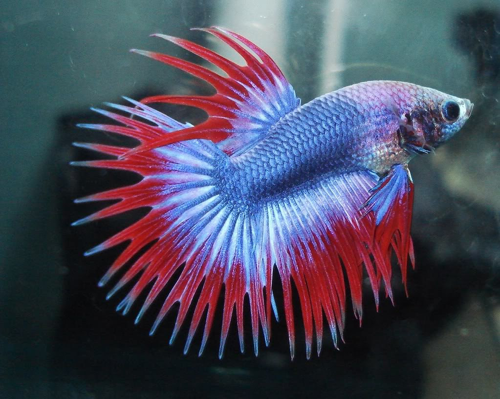56+ Gambar Ikan Cupang Untuk Diwarnai, Gambar Baru