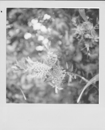 Bottlebrush Plant (b&w conversion)