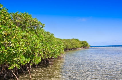 belize_mangroves_425 belize_mangroves_425