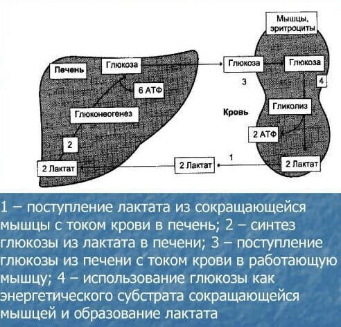 Цикл кори схема