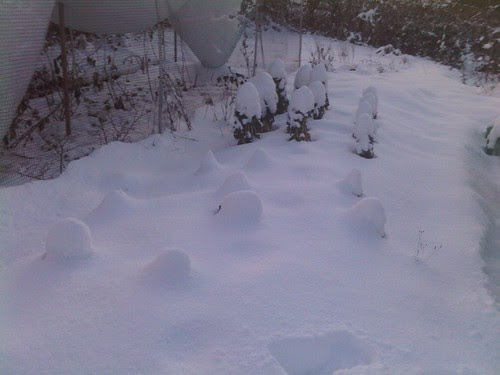 Allotment snow Jan 10 no 4