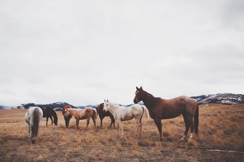 MONTANA // www.inthelittleredhouse.blogspot.com