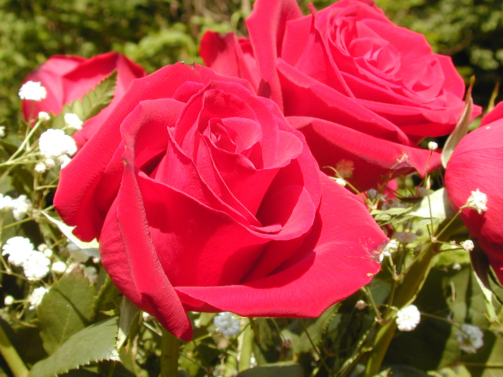 Flowers to be Offered on Daily Basis to Navagrahas or Nine Planets Flowers to be Offered on Daily Basis to Navagrahas or Nine Planets