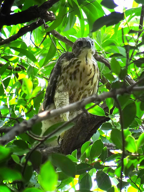 鳳頭蒼鷹/無限台南