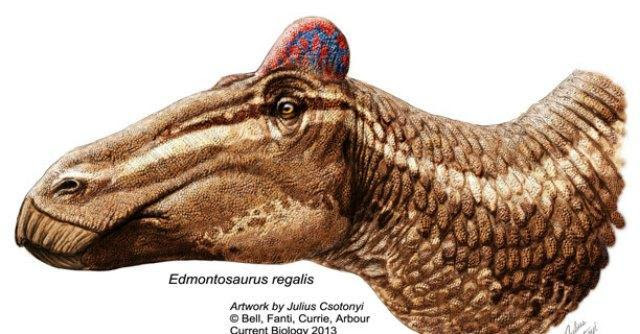 Scopre primo fossile di dinosauro con cresta da gallo. Ma è precario all’Università