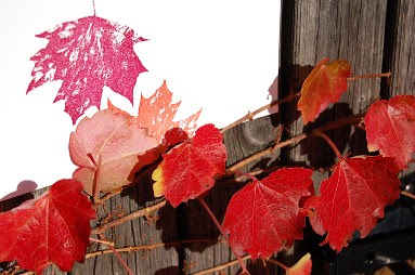 leaves