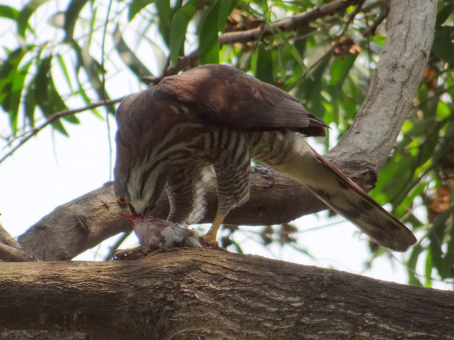 鳳頭蒼鷹/無限台南