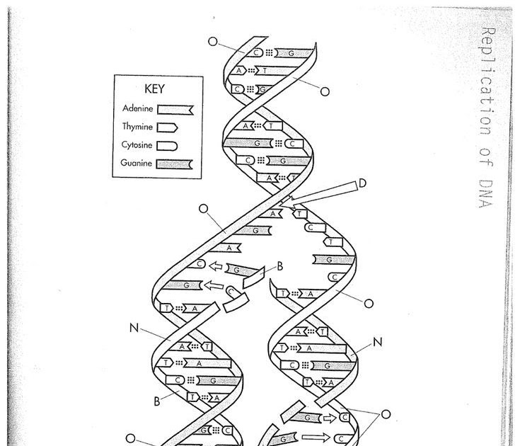 Dna Coloring Worksheet - worksheet