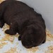 Pup Pictures