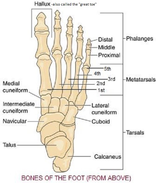Leg Bone Diagram Labeled : Human Leg Bone Structure - Human Anatomy