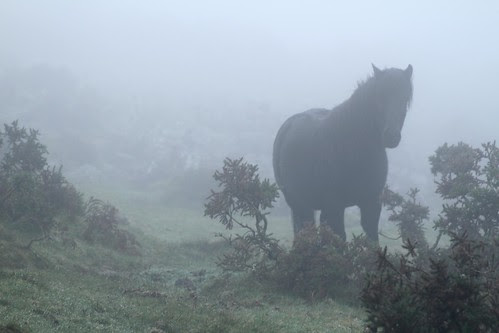 Dartmoor Pony
