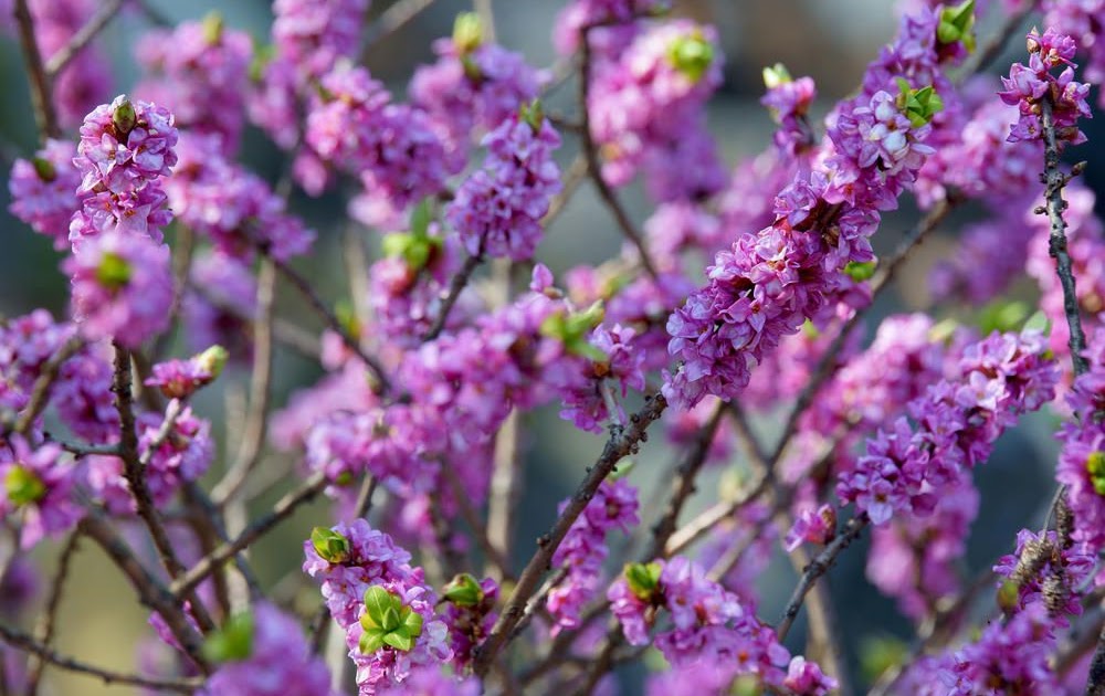 29+ toll Foto Einheimische Bäume Für Den Garten / Bäume