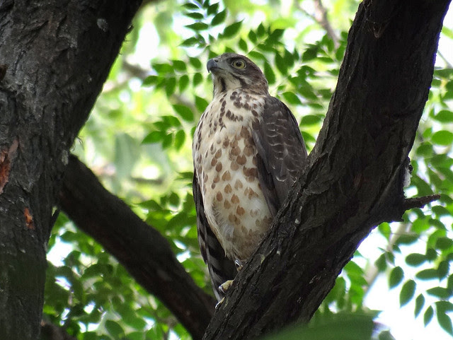 鳳頭蒼鷹/無限台南