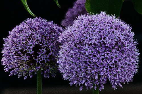 Allium in my Garden