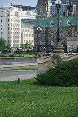 groundhog at Parliament
