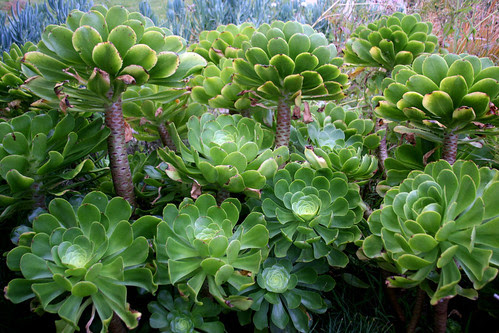 aeonium undulatum