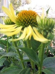 Cone Flower