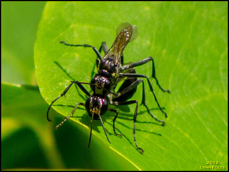 Insect Insect