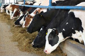 TPP may negatively affect Canadian dairy supply management