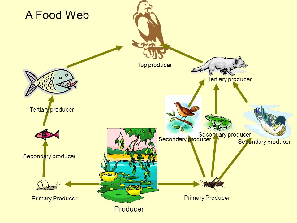 Пищевые цепи в аквариуме примеры