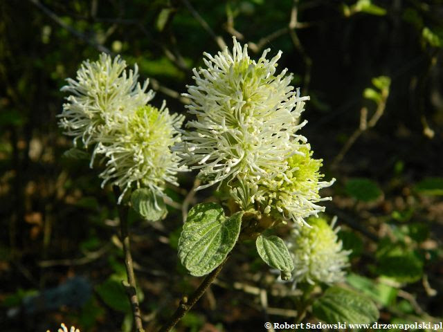 Fotergilla Gardena Fotergilla Gardena