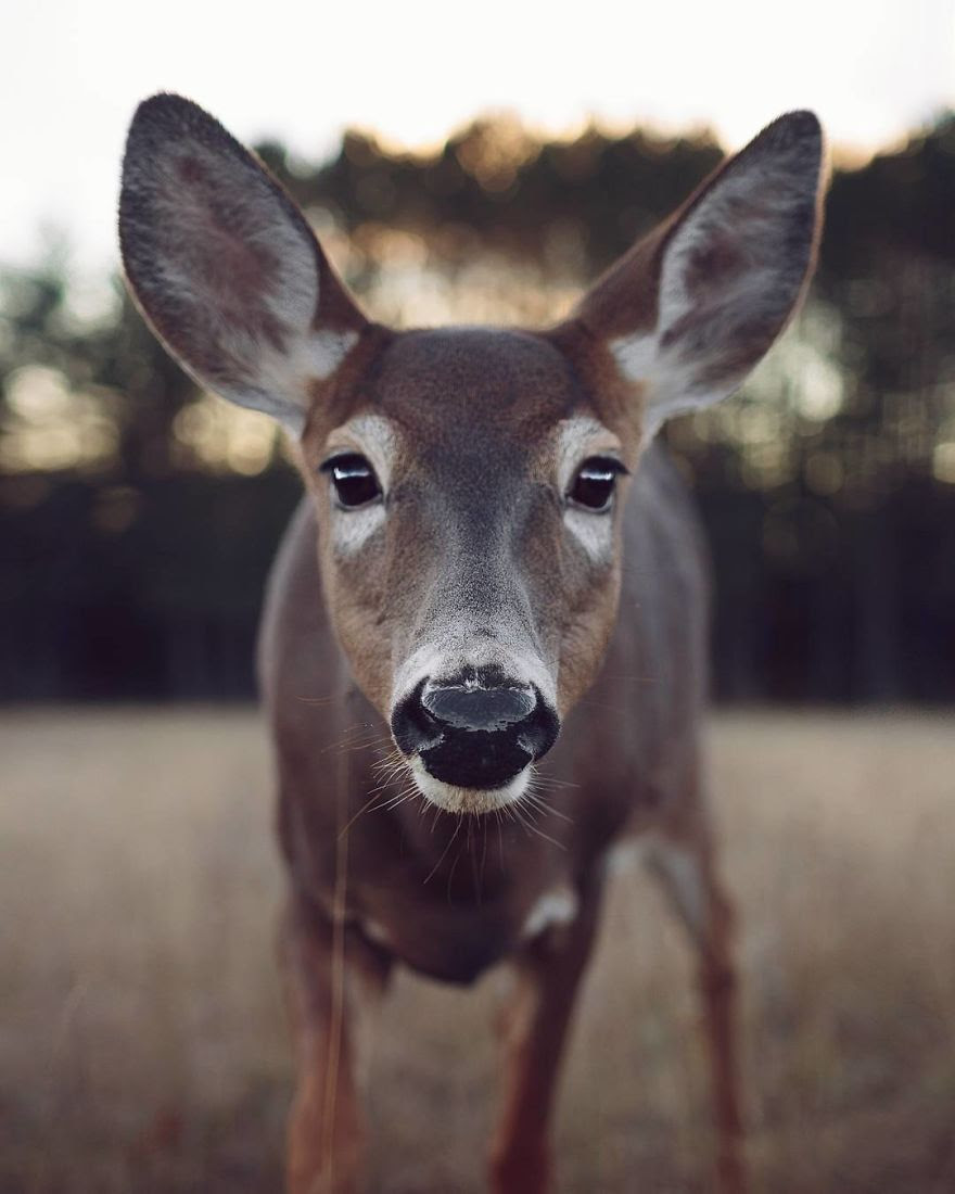 How I Got Seduced By Wildlife Photography How I Got Seduced By Wildlife Photography