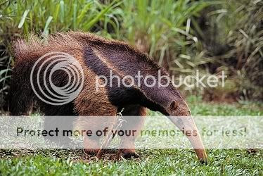 Giant-anteater-40591.jpg picture by seshet27