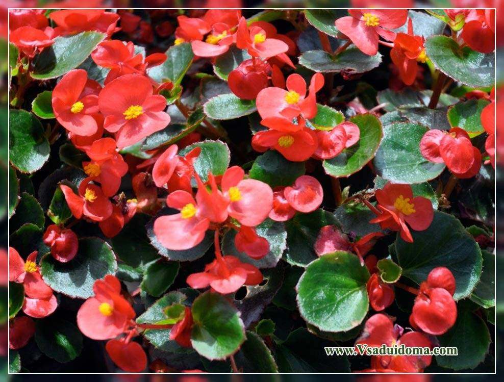 Wow 16 Gambar Bunga Begonia Rex  Gambar  Bunga  HD
