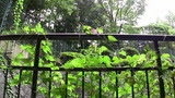 ワイド比較2ワイド