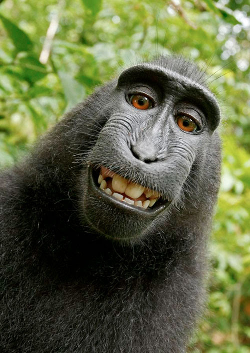 Monkey self portrait