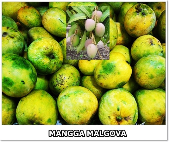 Mangga Malgova-2-02