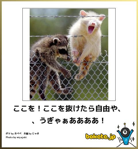 最高かつ最も包括的な動物 面白画像 ボケて 最高の動物画像