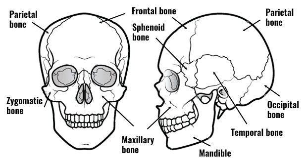 How Many Bones In The Face And Head : Learn skull anatomy with skull