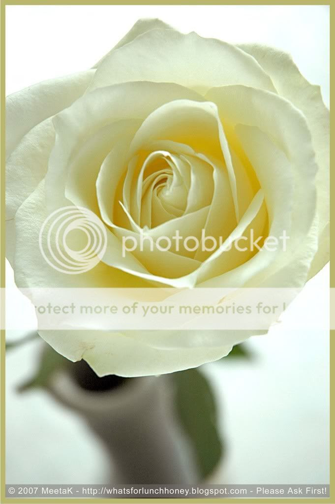 White Rose (01) by MeetaK