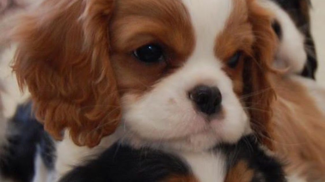Teacup Cavalier King Charles Spaniel Puppies For Sale