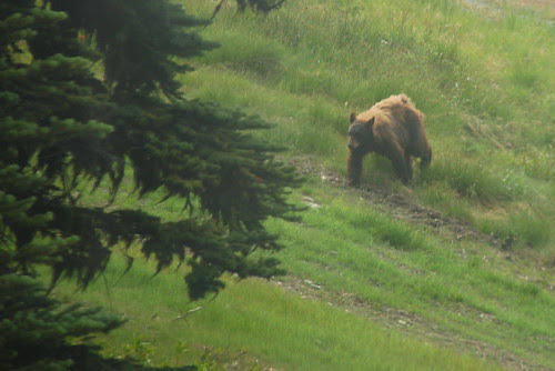 Yes, there was a bear