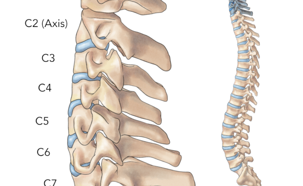 Diagram Of Lower Back Bones - Anatomy Of The Spine Southern California